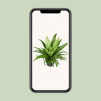 Asplenium Antiquum Osaka (vogelnestvaren) – Ø23 cm, 60 cm hoog