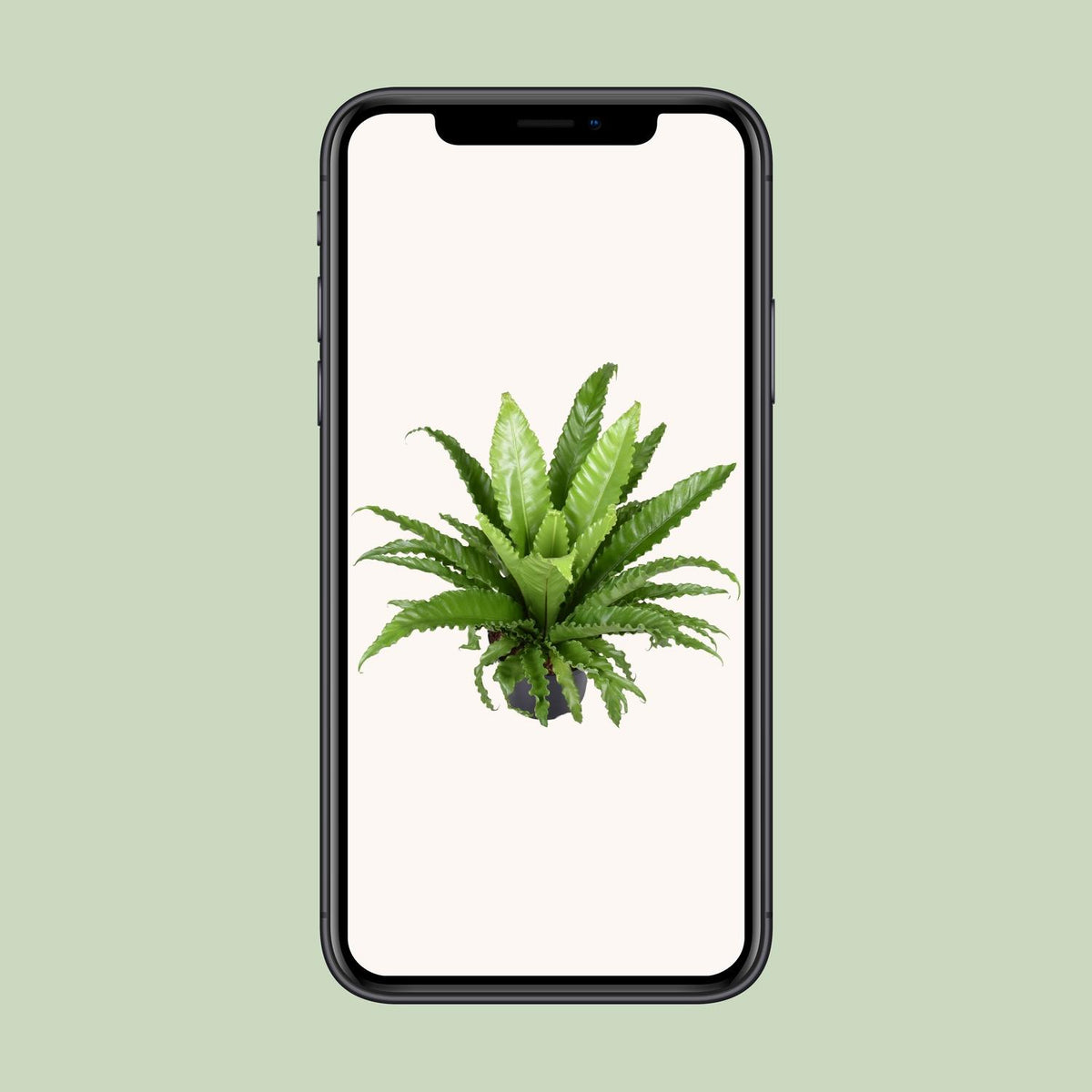 Asplenium Antiquum Osaka (vogelnestvaren) – Ø23 cm, 60 cm hoog