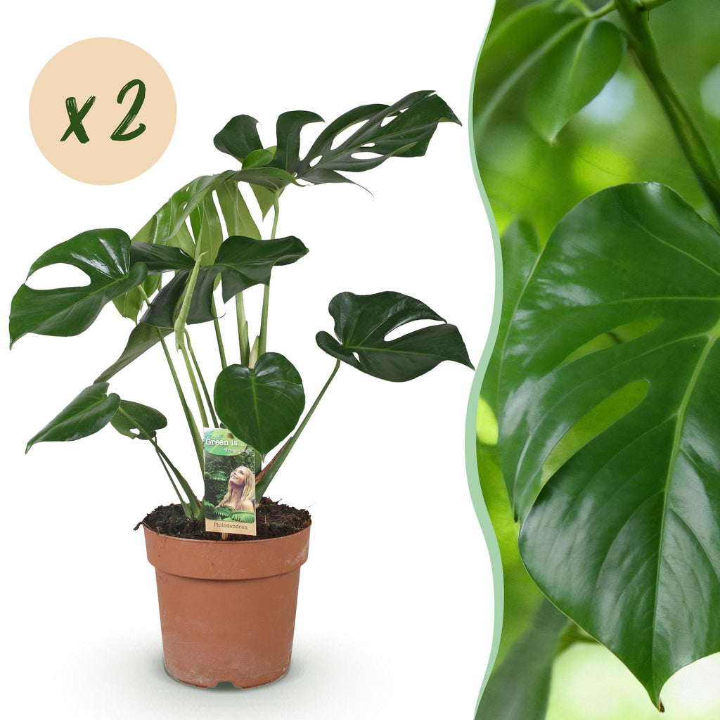 2× Monstera deliciosa (plante percée) – Ø17 cm, 50–55 cm de haut