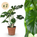 2× Monstera deliciosa (plante percée) – Ø17 cm, 50–55 cm de haut