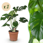 2× Monstera deliciosa (plante percée) – Ø17 cm, 50–55 cm de haut