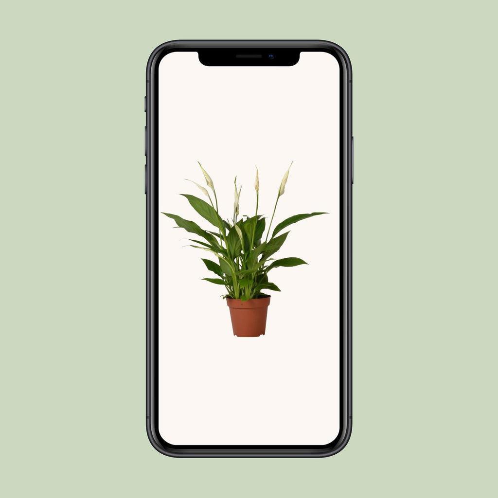 Spathiphyllum Bingo Cupido (peace lily) – Ø12 cm, 45 cm high – photo 4
