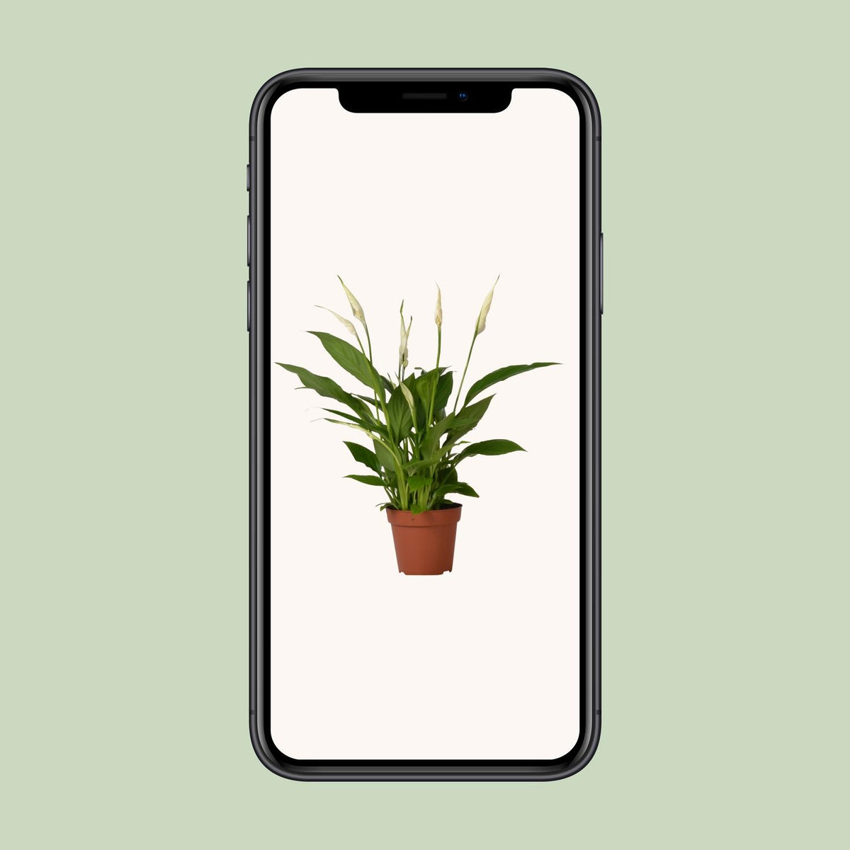 Spathiphyllum Bingo Cupido (lepelplant) – Ø12 cm, 45 cm hoog