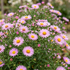 Aster 'Wood’s Pink' – rose – 6 plants, Ø11 cm, 15–25 cm de haut