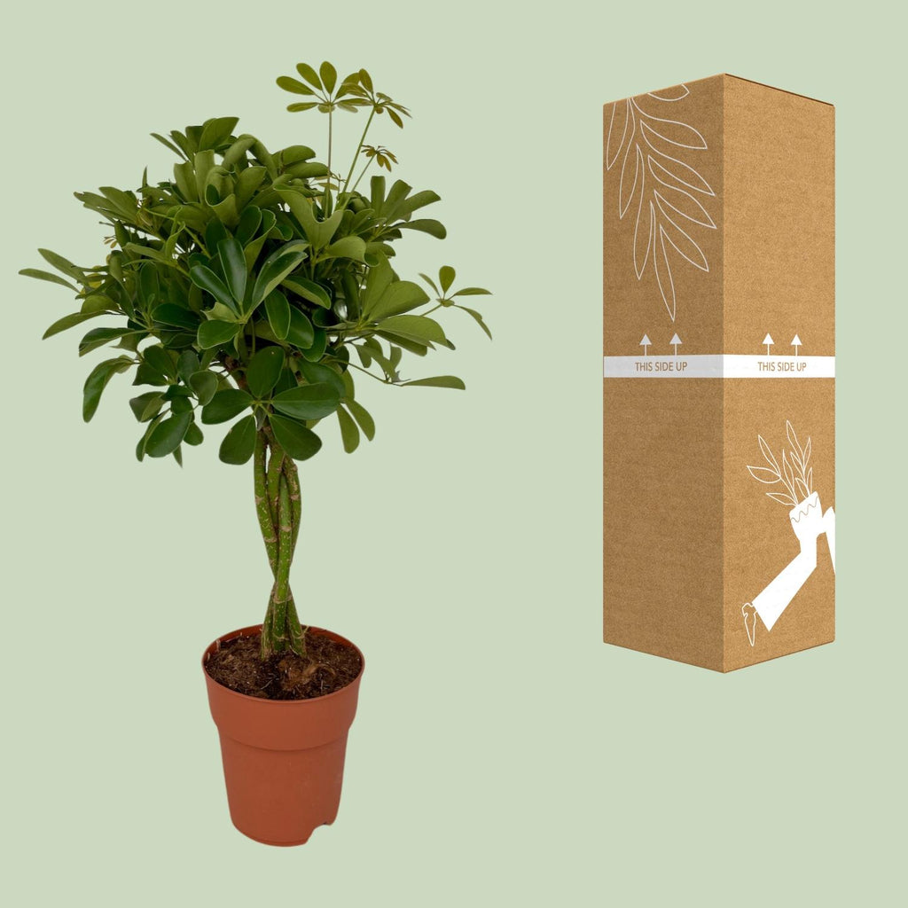 Schefflera Compacta (Dracaena) – Ø19 cm, 80 cm høj