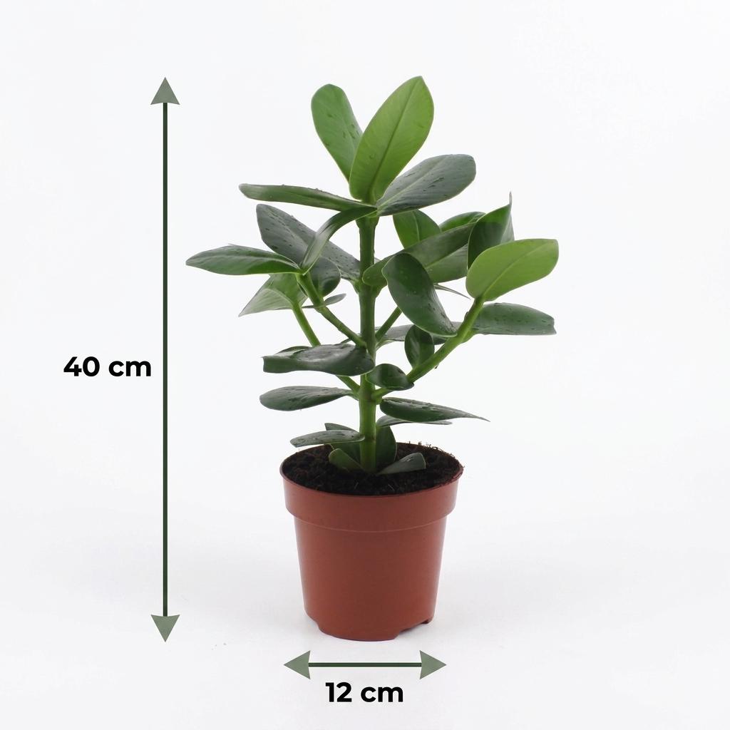 2× Clusia Princess im grauen Zier-Topf – Ø 12 cm, 40 cm hoch