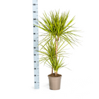Dracaena marginata Sunray (drakenboom) – Ø21 cm, 100–110 cm hoog