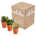 Crassula-mix (jadeplante) i terrakottakrukke – Ø9 cm, 18 cm høj