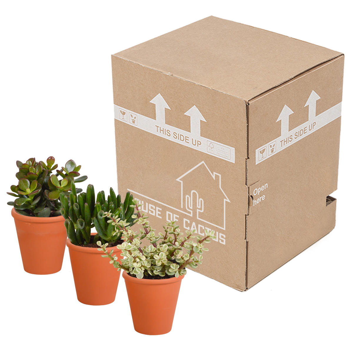 Crassula-mix (jadeplante) i terrakottakrukke – Ø9 cm, 18 cm høj