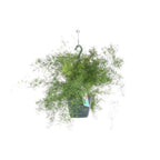 Asparagus Sprengeri Hang (asparagus fern) – Ø17 cm, 35 cm high