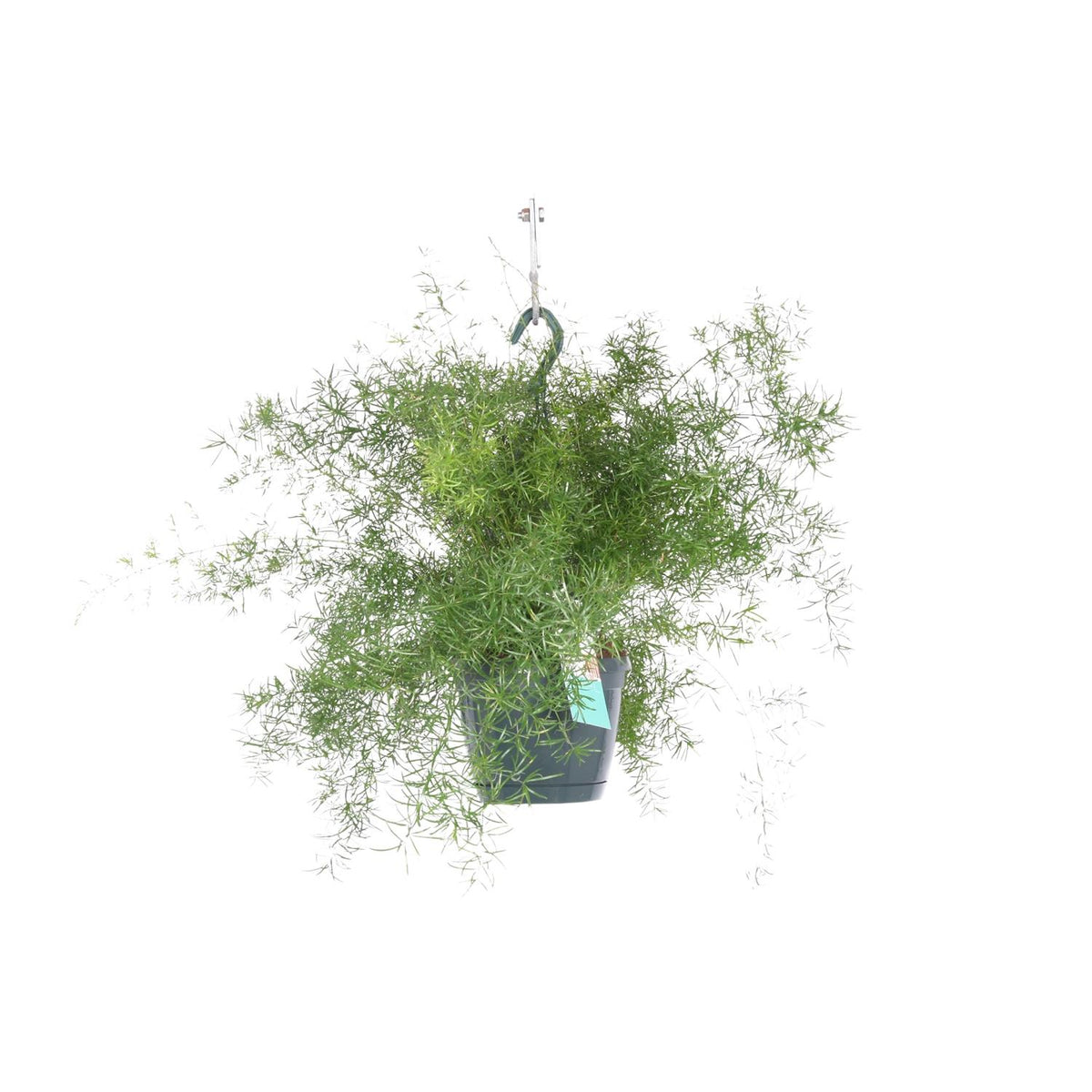 Asparagus Sprengeri Hang (asparagusvaren) – Ø17 cm, 35 cm hoog