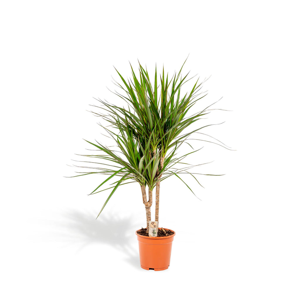 Dracaena marginata (dragetræ) – Ø17 cm, 90 cm høj