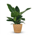 Philodendron Imperial Green met mand – Ø19 cm, 65 cm hoog