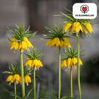 Couronne impériale 'Lutea' – 5 bulbes