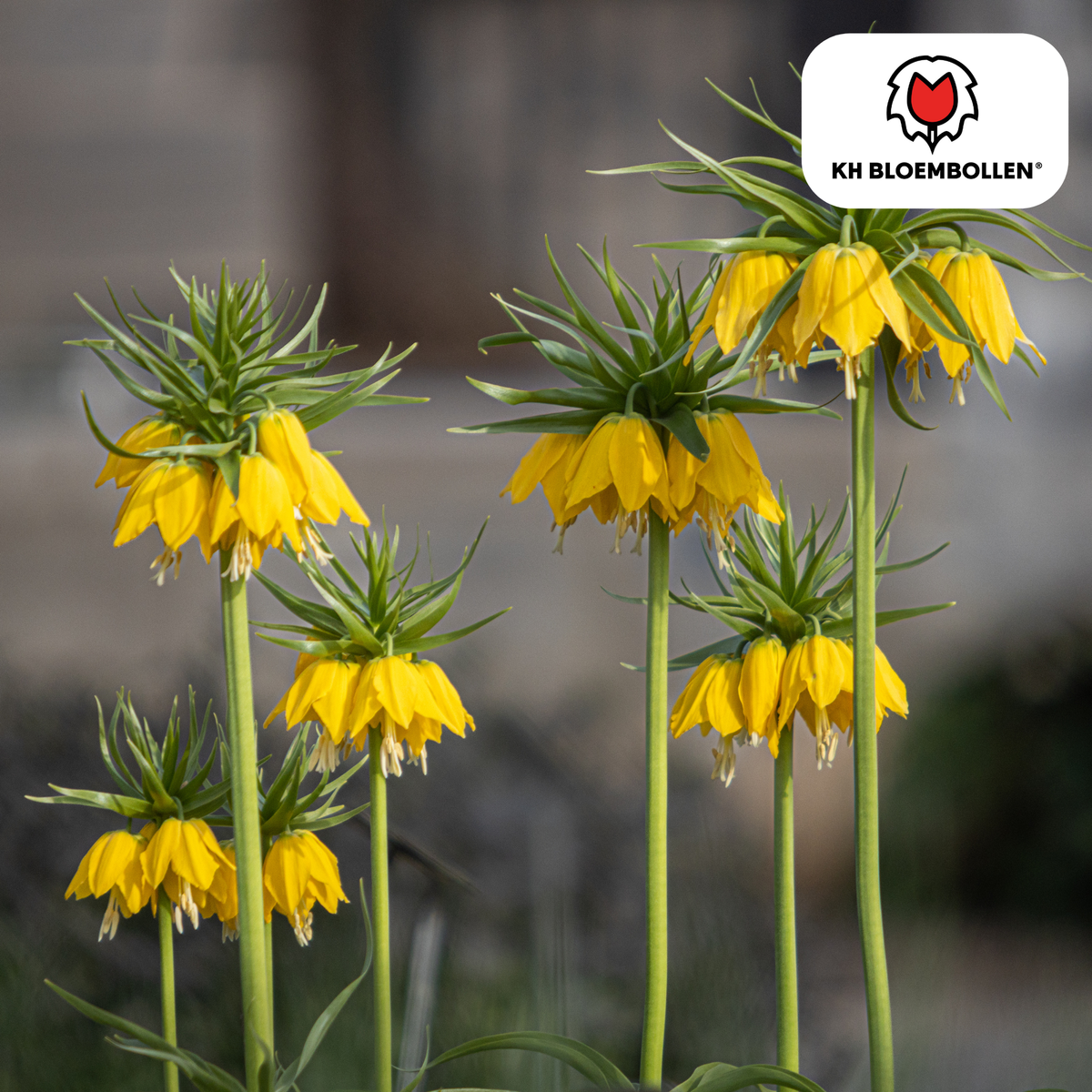 Couronne impériale 'Lutea' – 5 bulbes