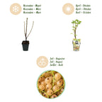 Ribes rubrum 'Hollander' (arbuste à baies) – 6 plants, Ø9 cm, 35 cm de haut