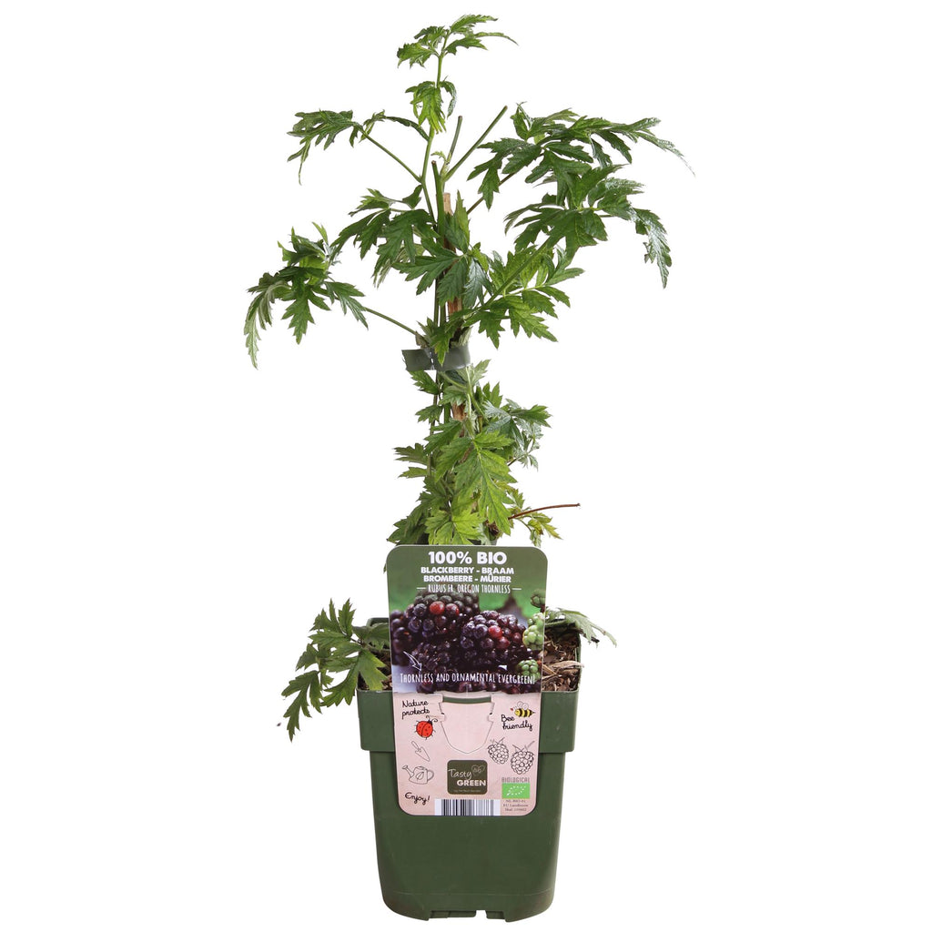 Rubus fruticosus 'Thornless Evergreen' (dornlose Brombeere) – Ø13 cm, 45 cm hoch – Bild 2