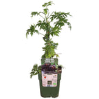 Rubus fruticosus 'Thornless Evergreen' (dornlose Brombeere) – Ø13 cm, 45 cm hoch