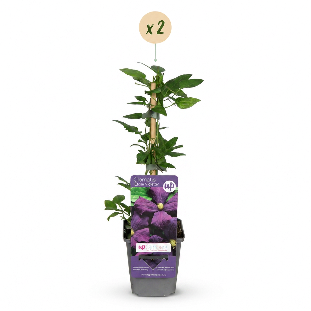 Clematis 'Etoile Viol' (bosrank) – paars – 2 planten, Ø9 cm, 35 cm hoog