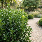 Euonymus japonica 'Green Spire' (osmanthus du Japon) – 24 plants, Ø9 cm, 20–25 cm de haut