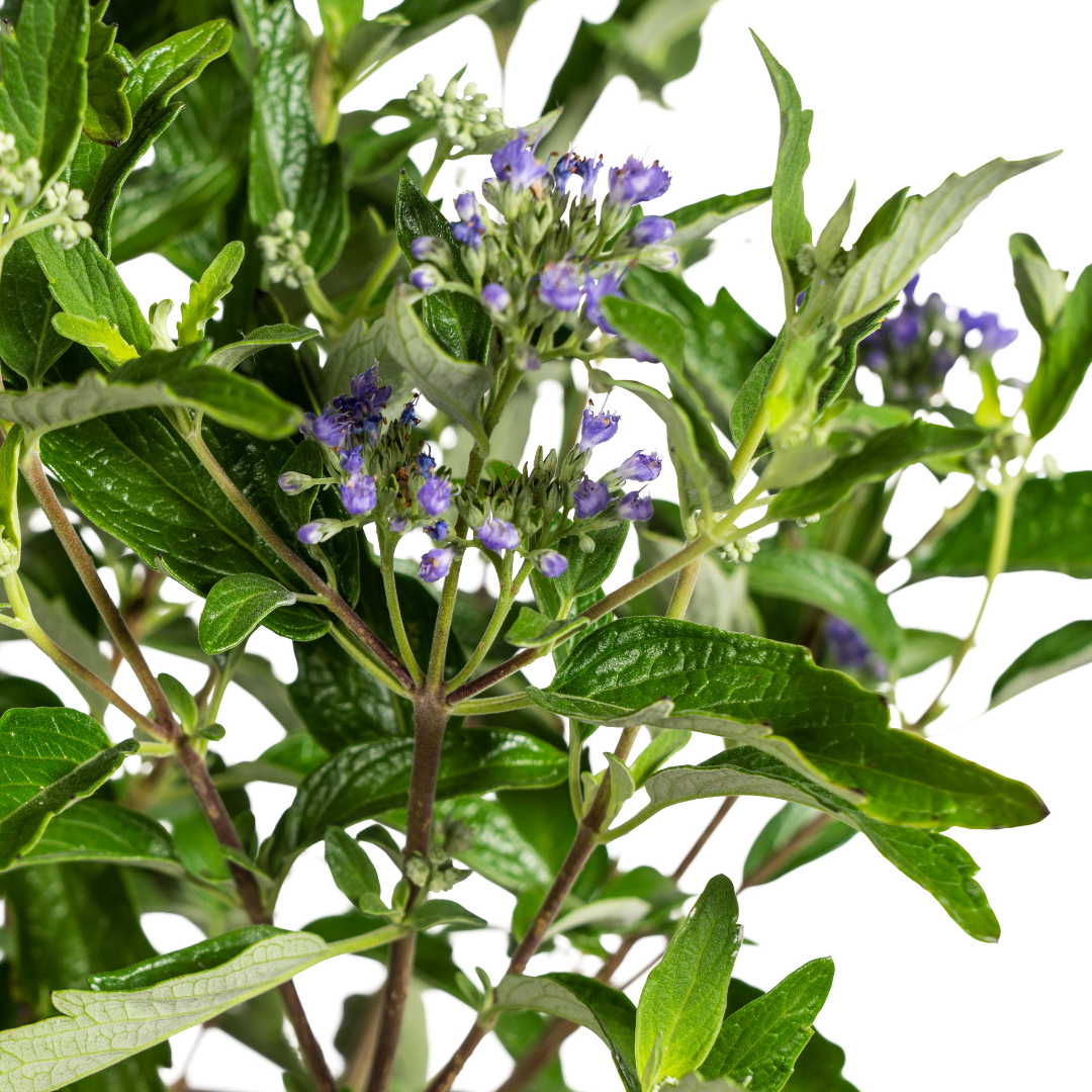 Caryopteris × 'Clandonensis' (baardbloem) – Ø19 cm, 40–50 cm hoog