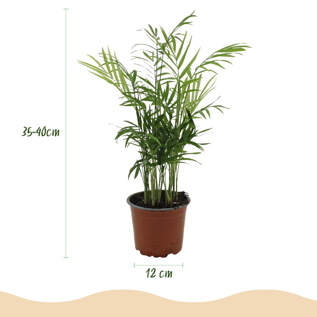 2× Goudpalm (Dypsis) in Potter-sierpot wit – Ø12 cm, 15 cm hoog