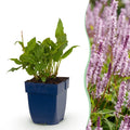 Persicaria amplexicaulis 'Rosea' (achillée mille-feuille) – rose – 6 plantes, Ø11 cm, 15–25 cm de haut