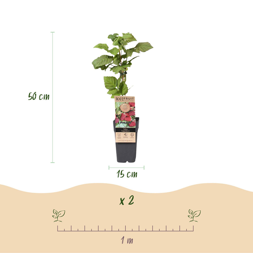 Rubus 'Thornless Loganberry' (framboise) – 2 plants, Ø15 cm, 50 cm de haut – photo 3