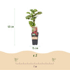 Rubus 'Thornless Loganberry' (framboise) – 2 plants, Ø15 cm, 50 cm de haut