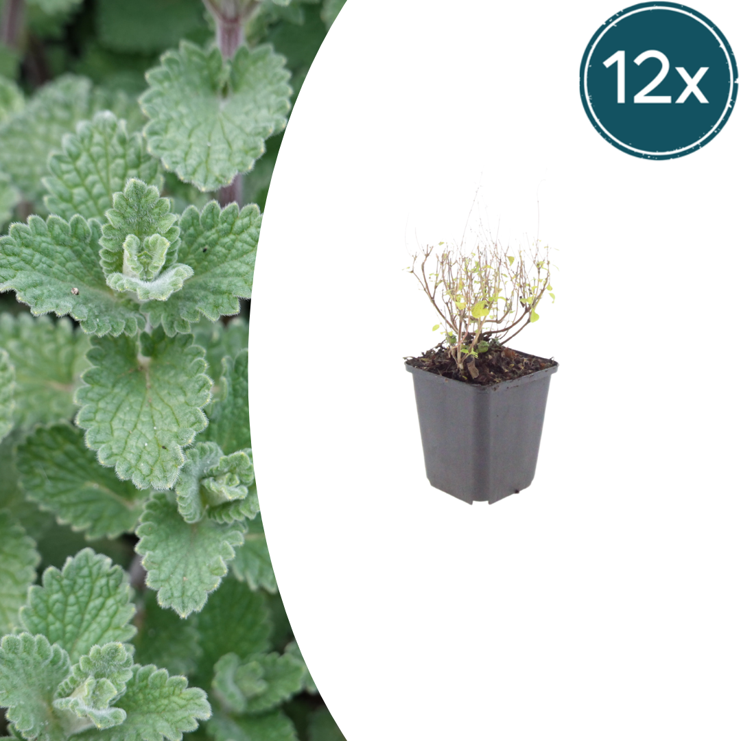 Calamintha nemorosa nepeta (steentijm) – 12 planten, Ø9 cm, 10–25 cm hoog