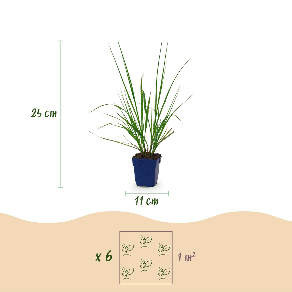 Pennisetum alop. 'Black Beauty' (fountain grass) – 12 plants, Ø11 cm, 15–25 cm high – photo 3