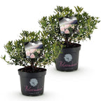 Rhododendron 'Bloombux Light Pink' (rhododendron) – 2 plantes, Ø23 cm, 45–55 cm de haut