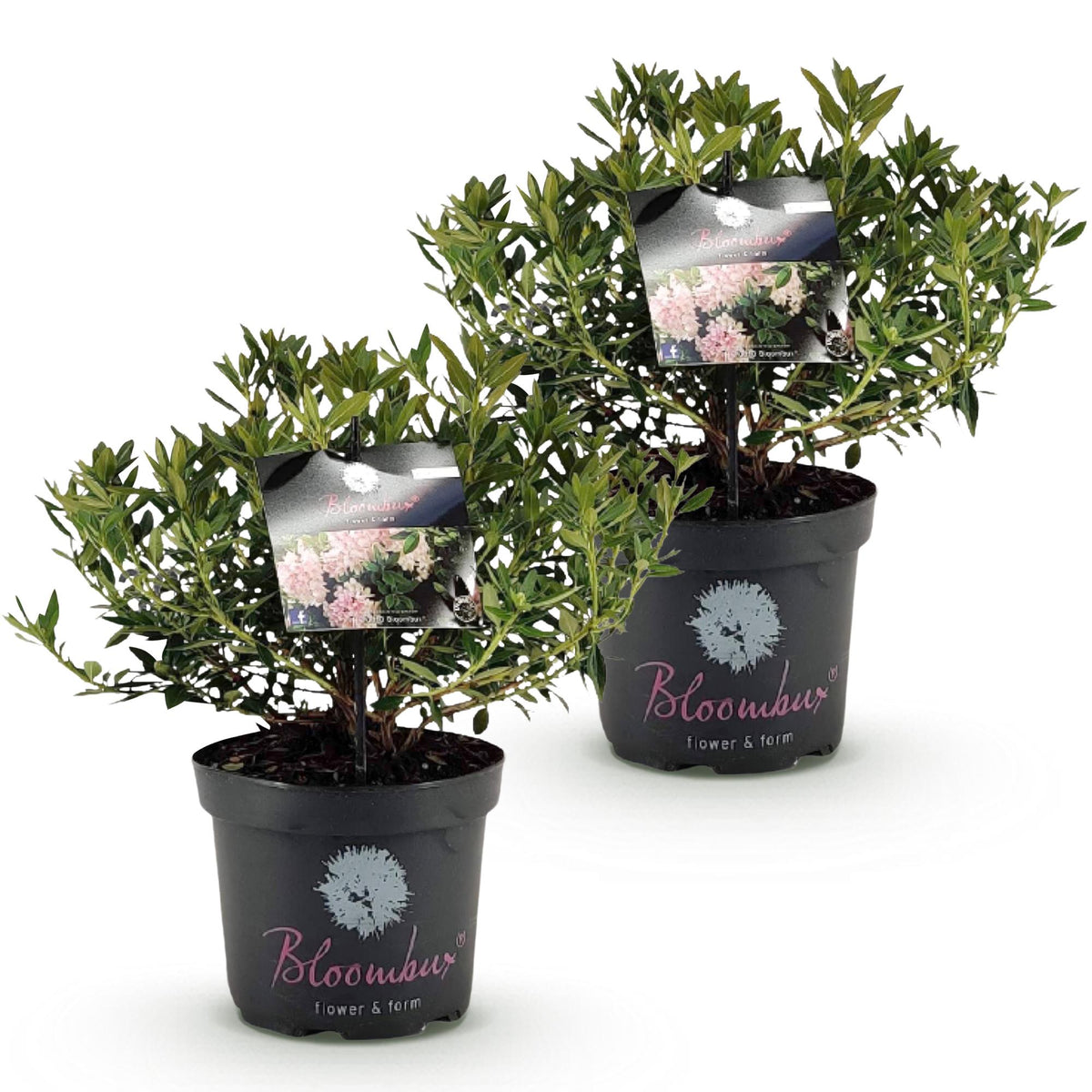 Rhododendron 'Bloombux Light Pink' (rhododendron) – 2 plantes, Ø23 cm, 45–55 cm de haut – photo 2