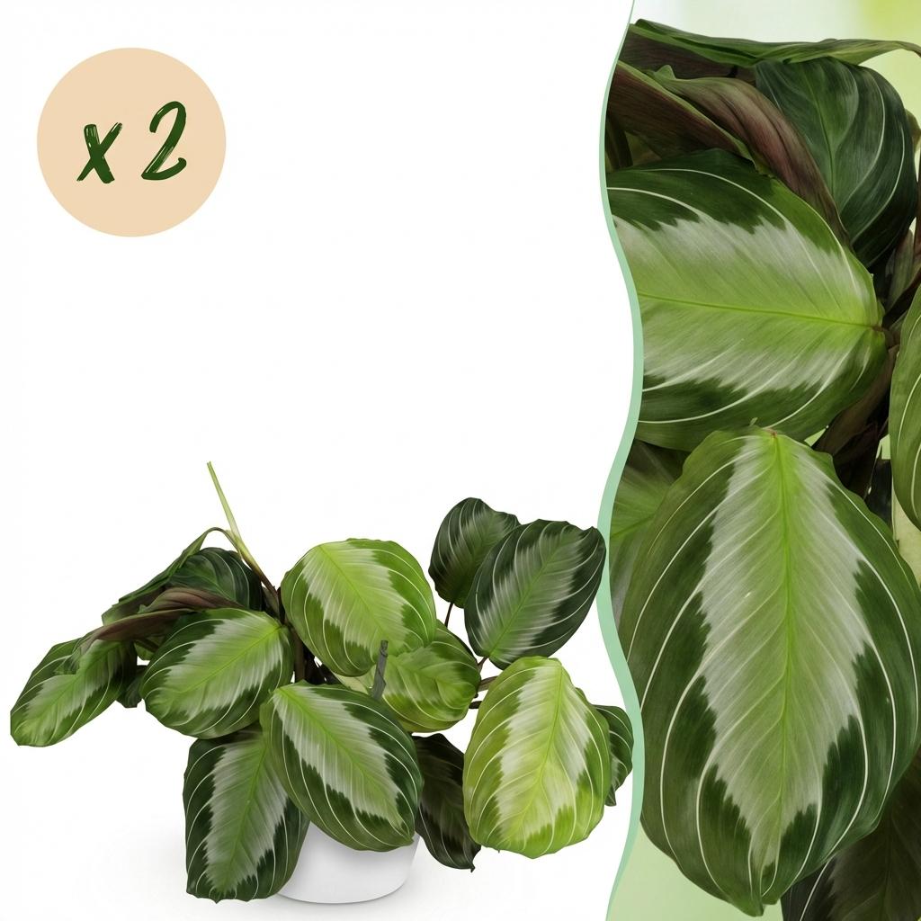 2× Maranta Fascinator Silverband (gebedsplant) in Potter-sierpot wit – Ø12 cm, 25 cm hoog