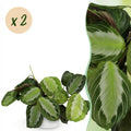 2× Maranta Fascinator Silverband (gebedsplant) in Potter-sierpot wit – Ø12 cm, 25 cm hoog