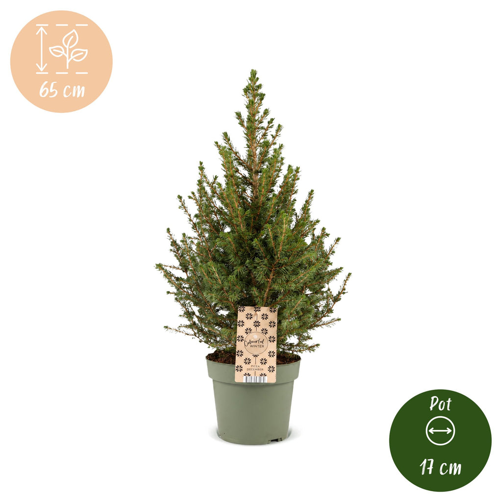 Picea glauca Conica (petit sapin de Noël) – Ø 17 cm, 65 cm de haut