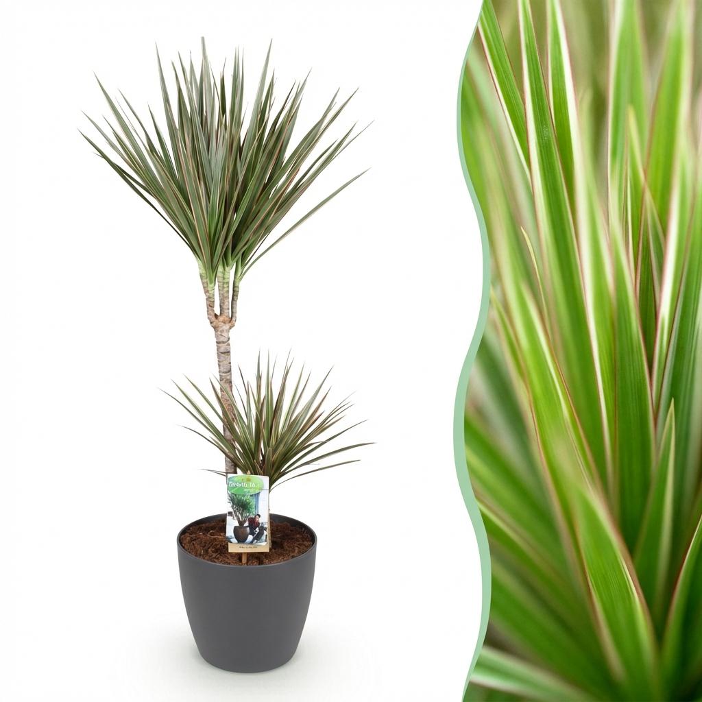 Dracaena marginata Bicolor (Drachenbaum) im grauen Übertopf – Ø 21 cm, 90–100 cm hoch