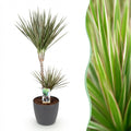 Dracaena marginata Bicolor (Drachenbaum) im grauen Übertopf – Ø 21 cm, 90–100 cm hoch