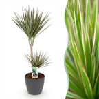 Dracaena marginata Bicolor (Drachenbaum) im grauen Übertopf – Ø 21 cm, 90–100 cm hoch