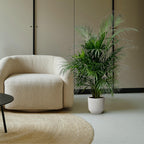 Arekapalmsväxt (Dypsis) – Ø21 cm, 140 cm hög