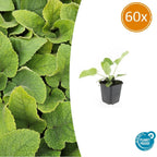 Phlomis russeliana (Russel-Königskerze) – 60 Pflanzen, Ø 9 cm, 10–25 cm hoch