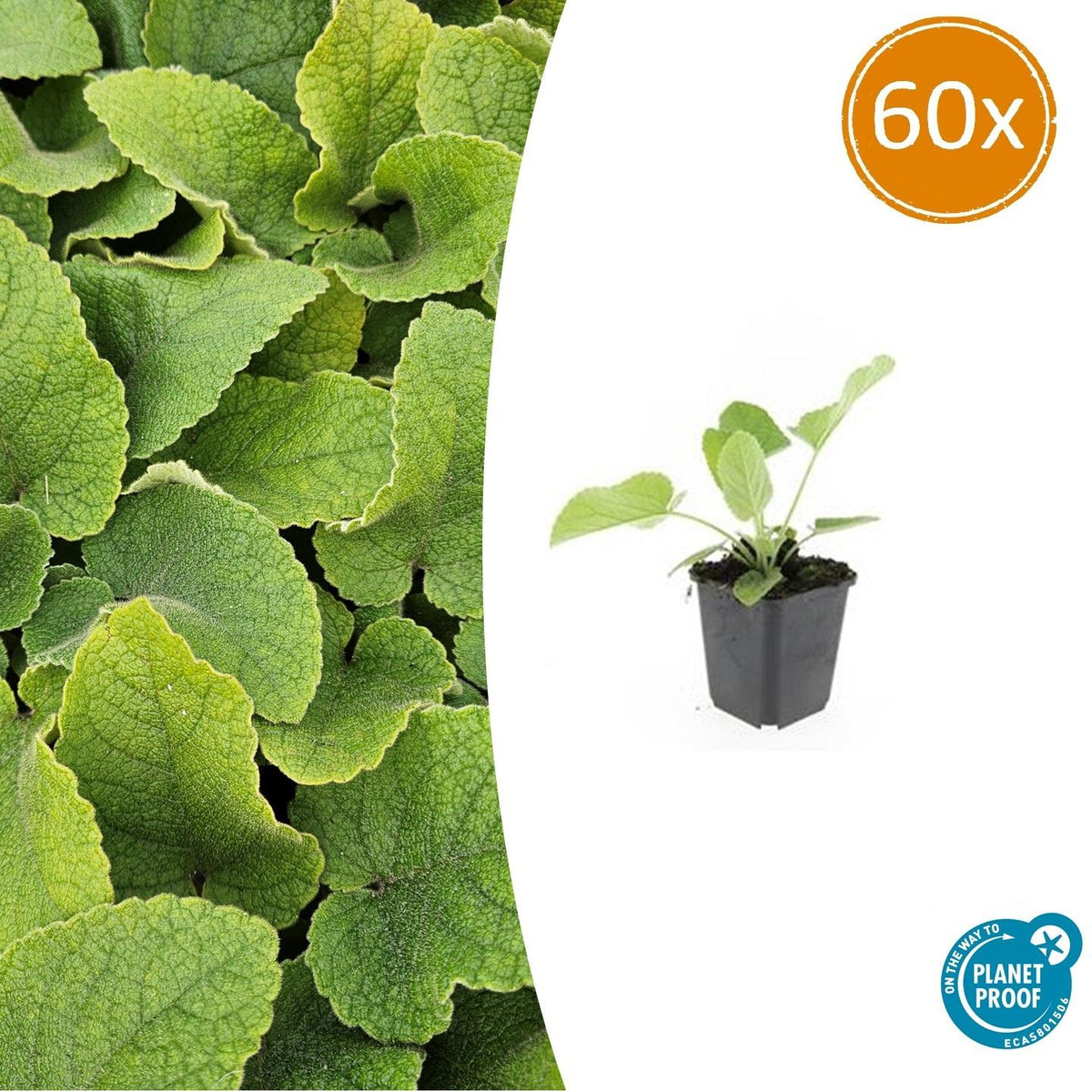 Phlomis russeliana (Russel-Königskerze) – 60 Pflanzen, Ø 9 cm, 10–25 cm hoch – Bild 2
