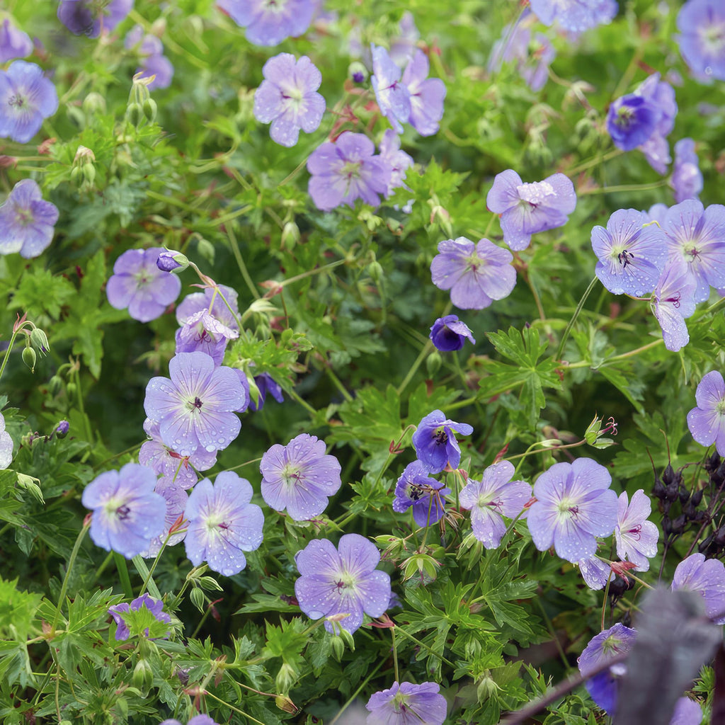 Geranium 'Rozanne' (cranesbill) – 6 plants, Ø9 cm, 10–25 cm high – photo 6