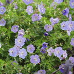 Geranium 'Rozanne' (cranesbill) – 6 plants, Ø9 cm, 10–25 cm high