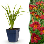 Hemerocallis 'Autumn Red' (Taglilie) – rot – 3 Pflanzen, Ø 11 cm, 15–25 cm hoch