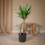 Yucca elephantipes – Ø21 cm, 100 cm høj – art. 3021