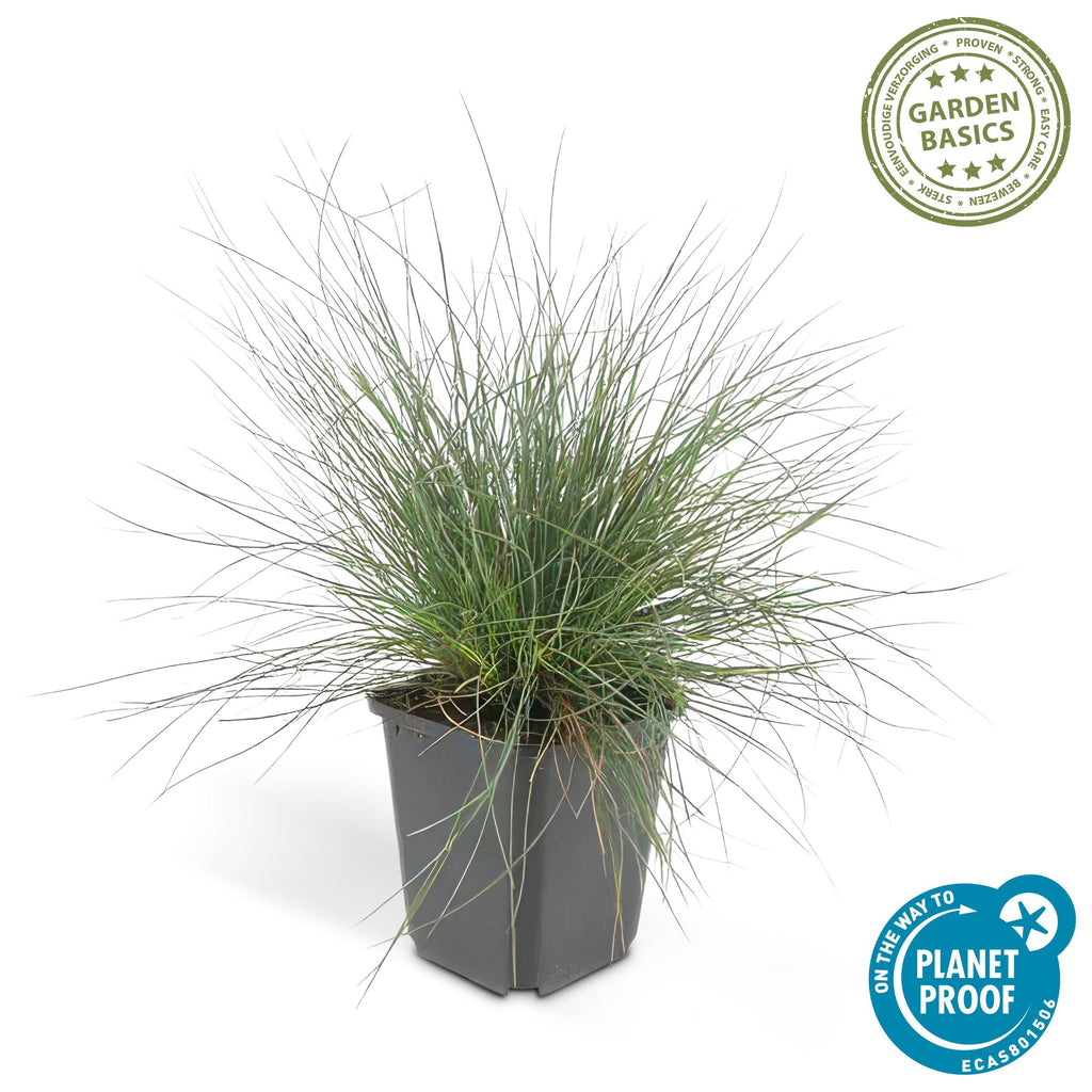 Festuca glauca 'Elijah Bleu' (blue fescue) – 12 plants, Ø9 cm, 10–25 cm high – photo 4