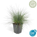 Festuca glauca 'Elijah Bleu' (blue fescue) – 12 plants, Ø9 cm, 10–25 cm high