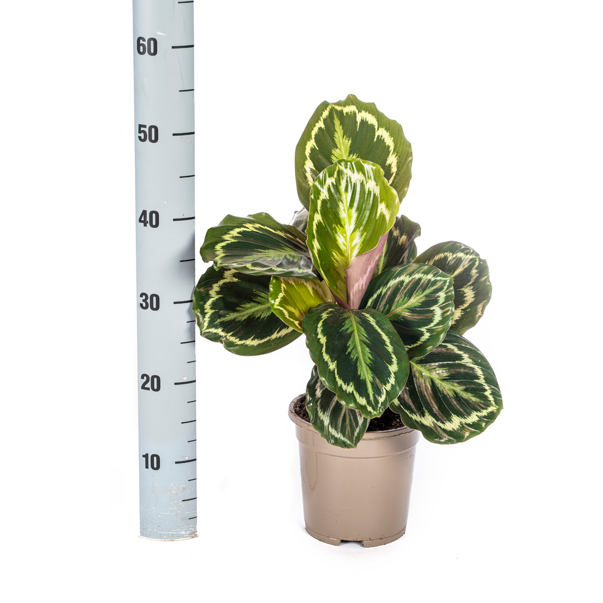 Calathea Medallion – Ø 17 cm, 40–50 cm hoch