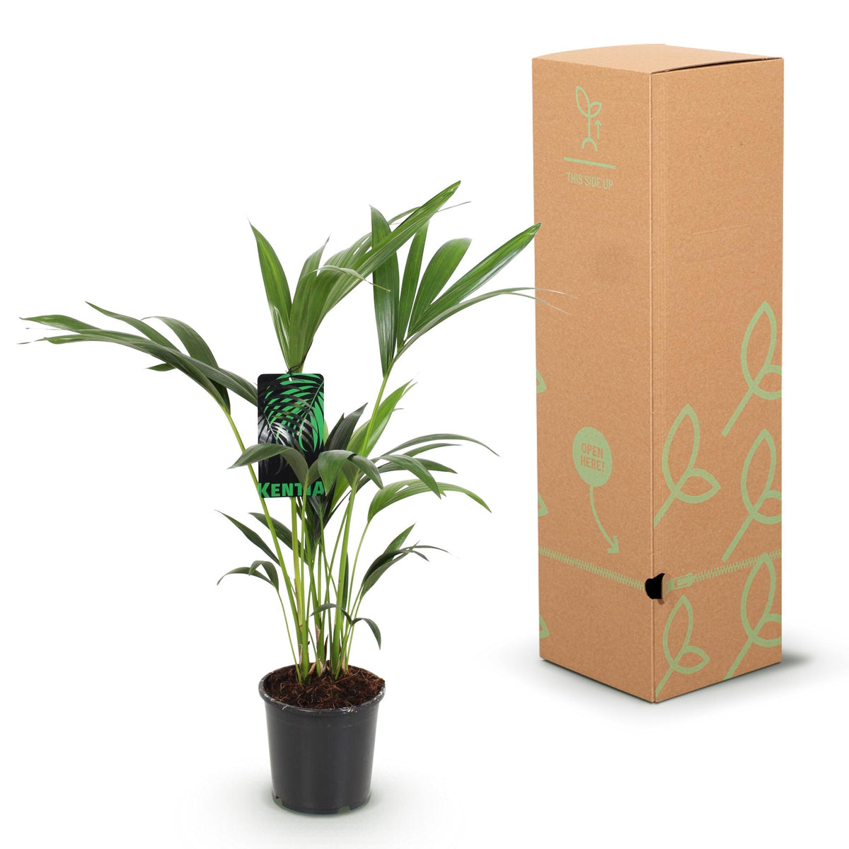 2× Howea forsteriana (palmier kentia) – Ø17 cm, 70–75 cm de haut – photo 6